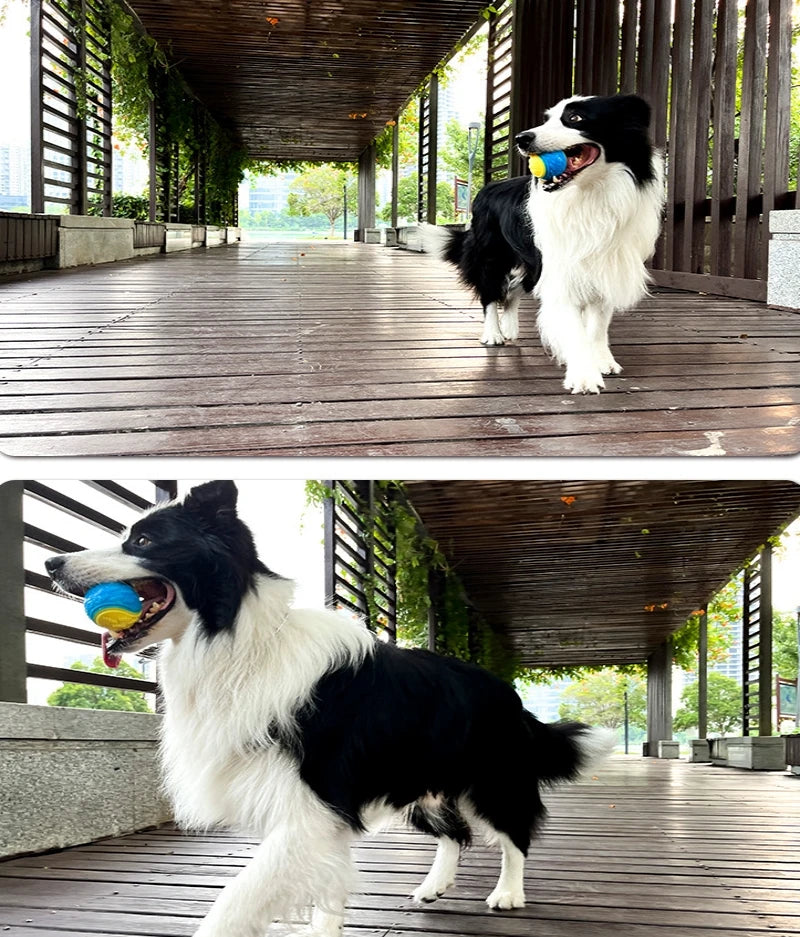 đŸ Interaktiv Hundboll â Pipande & TandvĂ„rdande